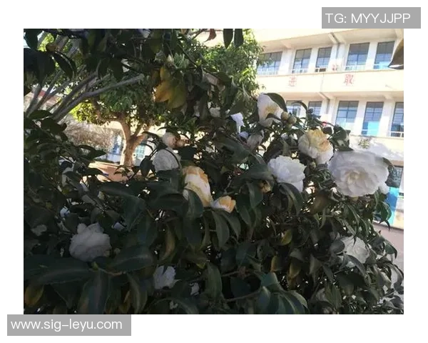 雷涛足球：从青涩少年到职业赛场的奋斗与梦想之路